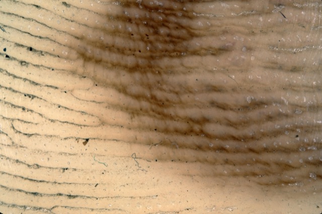 Fines lignes brunes dans les sillons ; crêtes plus claires ponctuées des pores sudoraux blancs.