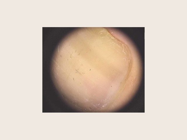 Sur la tablette jaune pâle, une large bande brun très clair, homogène et discrète, traverse l'image de part en part, à peine plus foncée que l'ongle voisin.